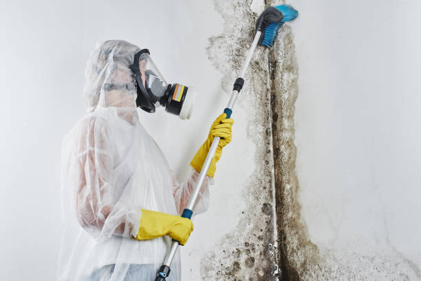 Best Residential Mold Inspection & Testing  in Nellysford, VA